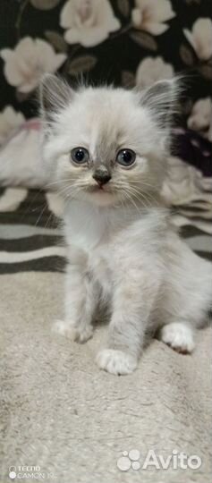 Котята в добрые руки бесплатно