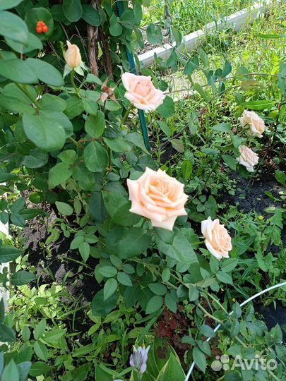 Розы букет 5 шт