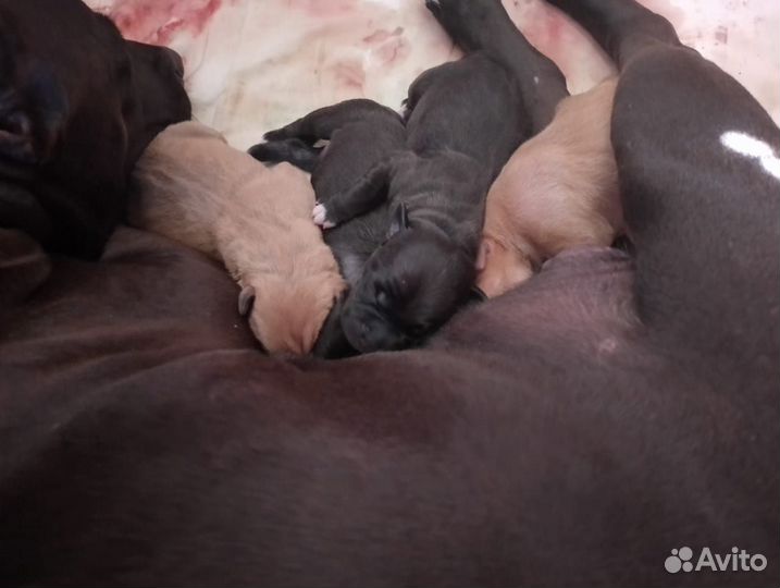 Щенки питбультерьера