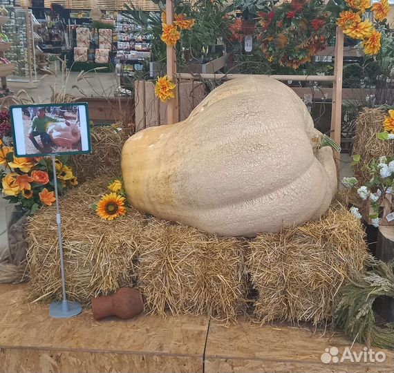 Семена тыквы Atlantik Giant