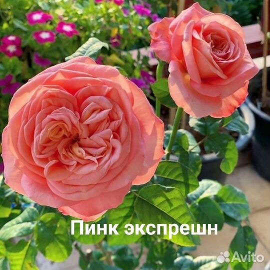 Розы саженцы