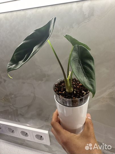 Алоказия венуста(Venusta)