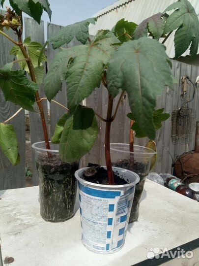 Растения для сада