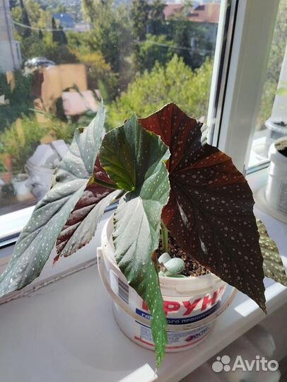 Бегония пятнистая