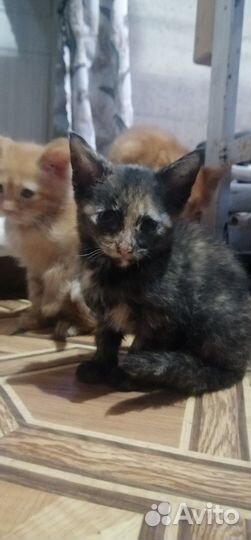 Кошка в дар бесплатно