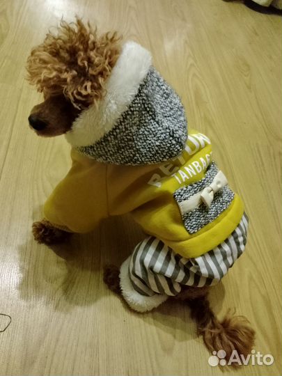 Одежда, обувь для животных