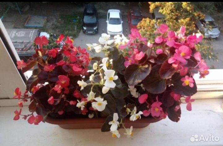 Комнатные цветы