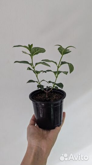 Гортензия бобо