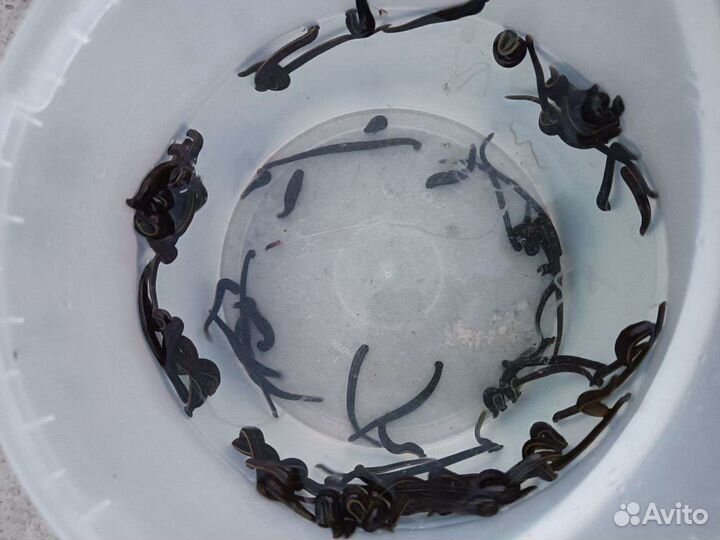 Пиявки Медицинские