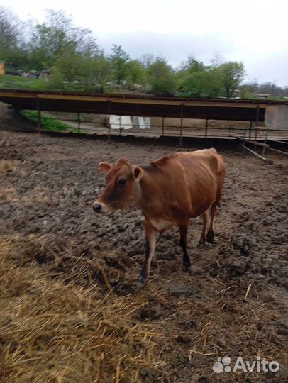 Коровы джерси