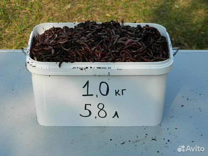 Черви для рыбалки