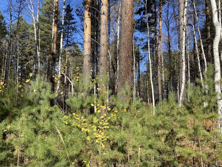 Дом 240 м² на участке 17 сот.