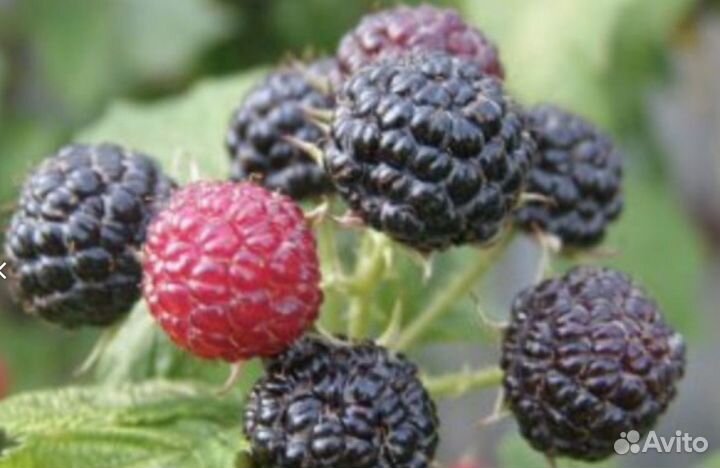 Саженцы сортовой малины