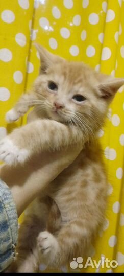 Котёнок Мариус- Марик, ласковый толстячок-4,5мес