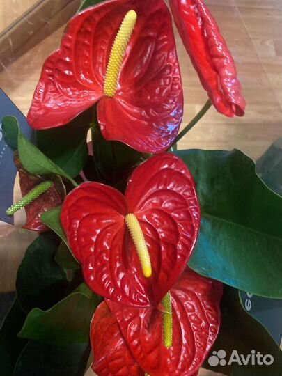 Антуриум dakota