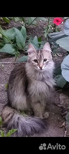 Кошка бесплатно