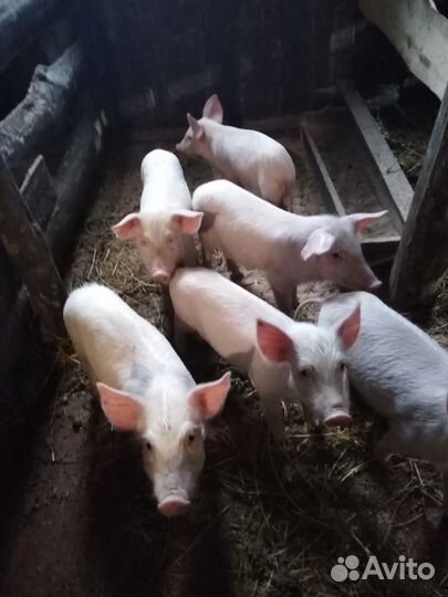 Поросята ландрас