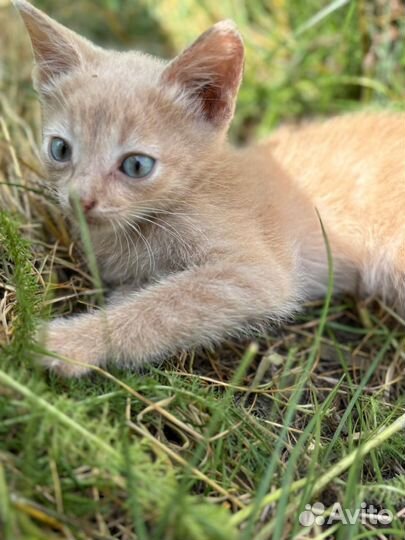 Котики в добрые руки, бесплатно