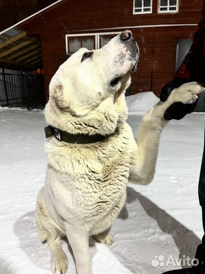 Вязка Среднеазиатская овчарка (аллабай)