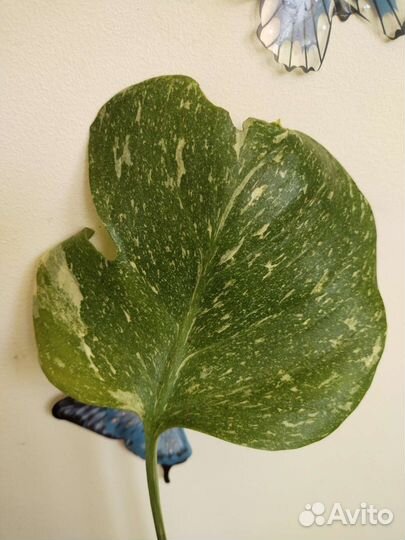 Вариегатная монстера Тайское созвездие и Луна