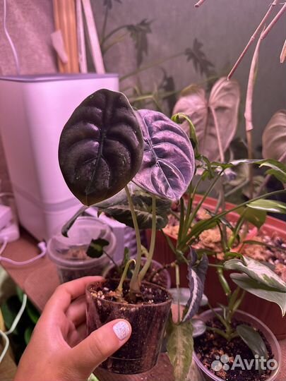 Алоказия, и другие цветы