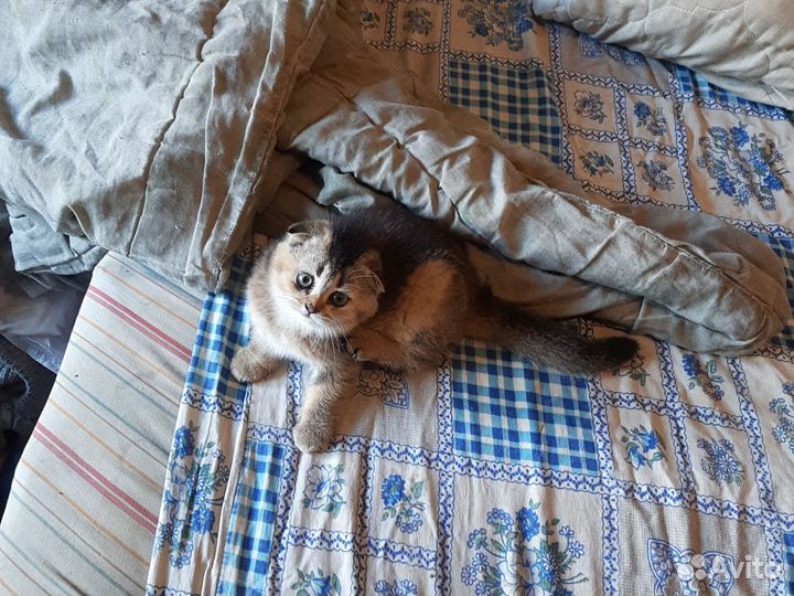 Передержка домашних животных