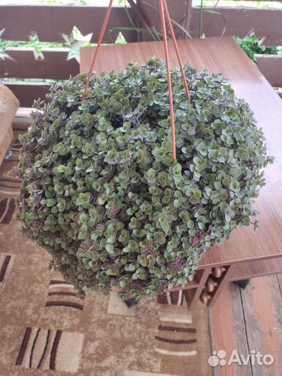 Продам цветы комнатные