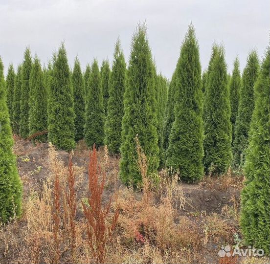 Сосна экстра из своего питомника. Предзаказ