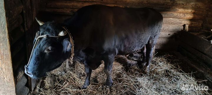 Быки на мясо