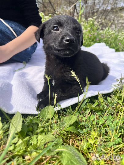 Щенок из приюта Эми 2 месяца