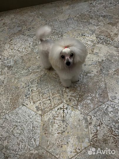 Килограмм счастья