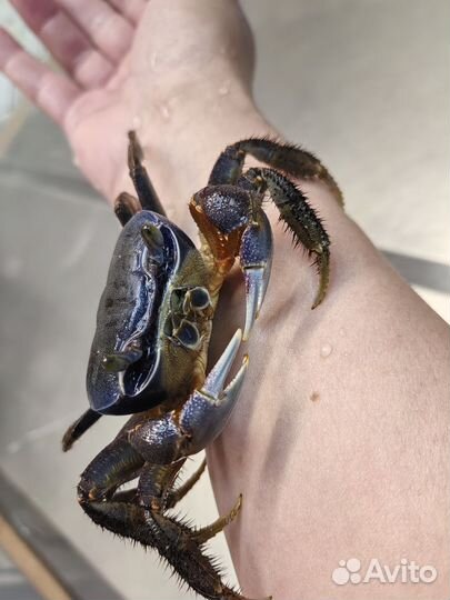 Радужный крабик