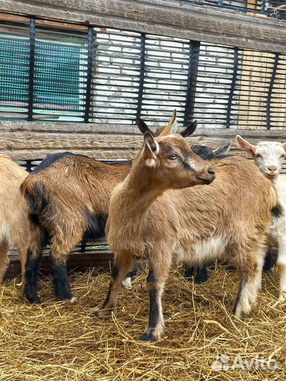 Козлята