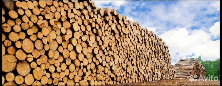 Купим лес-кругляк, хвоя, Ф от 20, любые объемы