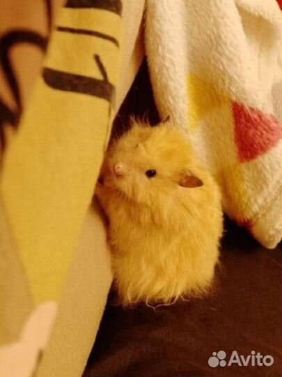 Сирийский хомяк с клеткой