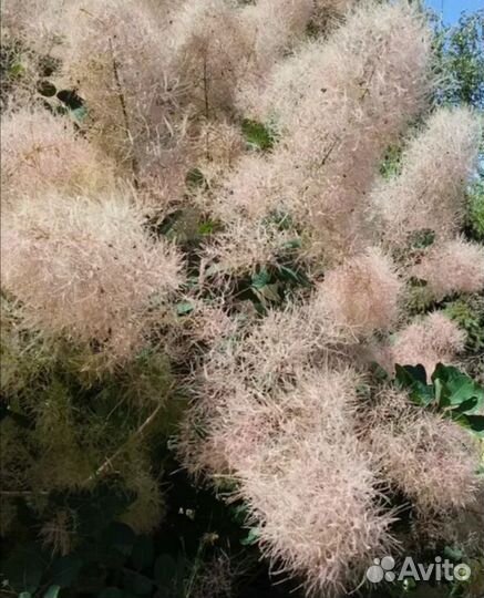 Скумпия кожевенная саженцы