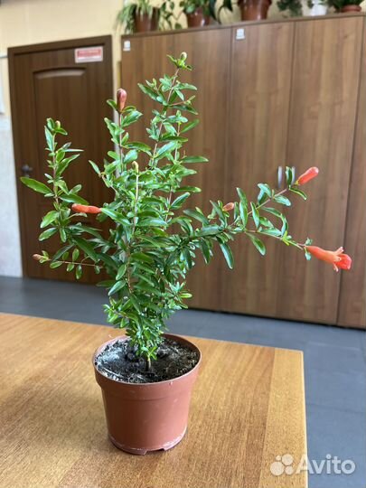 Гранат комнатный