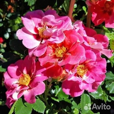 Продам саженцы роз