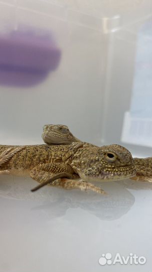 Ящерица круглоголовка