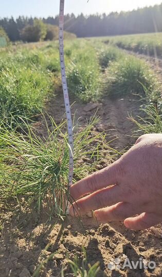 Саженцы сосны и ели окс от производителя