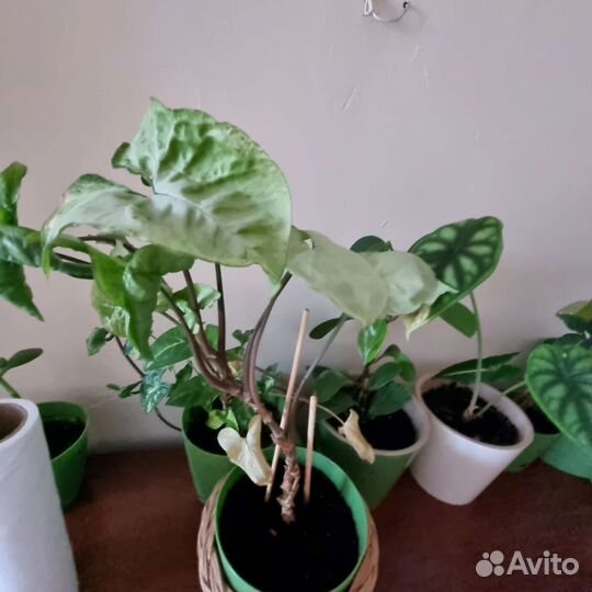 Комнатные растения, цветы