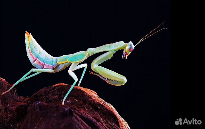 Богомолы экзотические редкие с доставкой по России