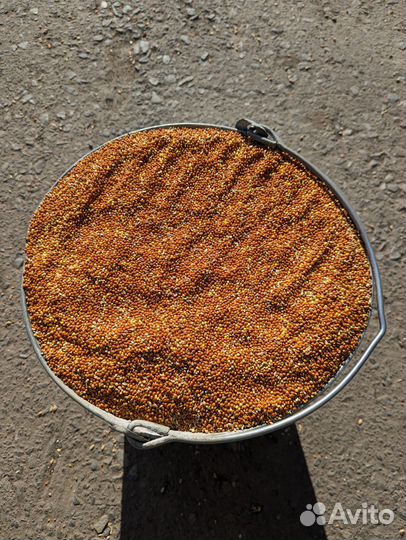 Пшеница, овёс, просо, ячмень