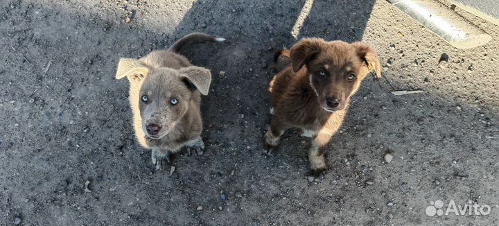 Щенки