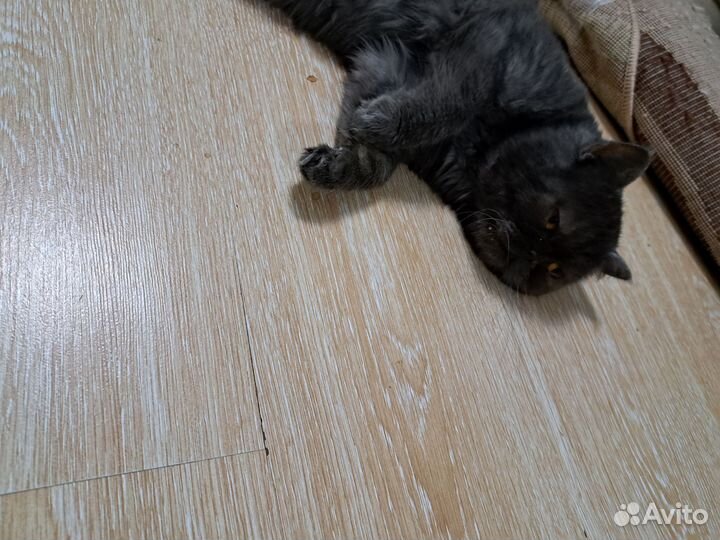 Кот экзот