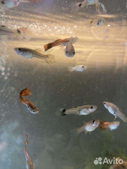 Рыбки гуппи