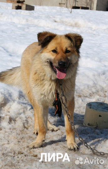 Собака в добрые руки