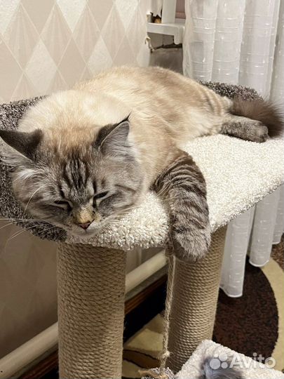 Комплекс когтеточек с лежанкой для кошки/кота