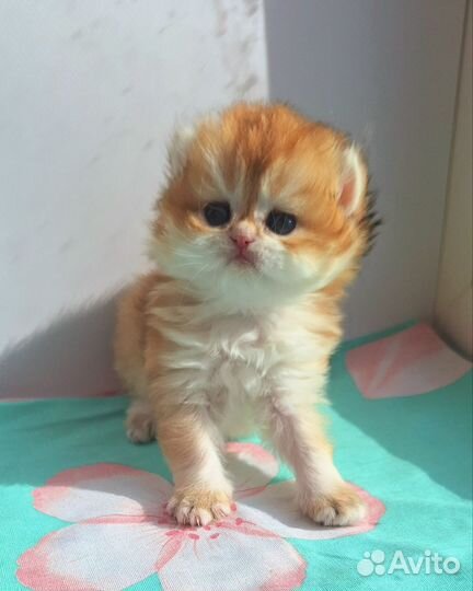 Британская длинношерстная девочка