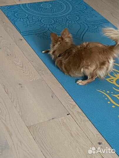 Собака на передержку - от мелких до средних пород